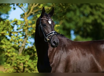 Trakehner, Merrie, 4 Jaar, 165 cm, Donkerbruin