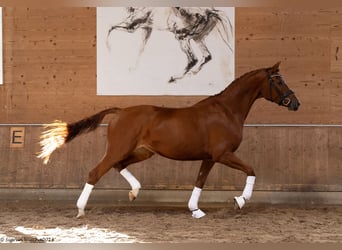 Trakehner, Merrie, 4 Jaar, 165 cm, Vos