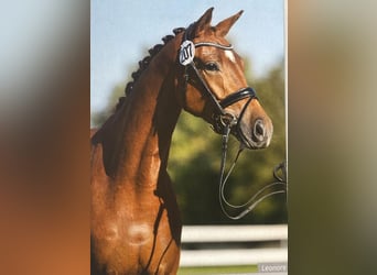 Trakehner, Merrie, 4 Jaar, 165 cm, Vos