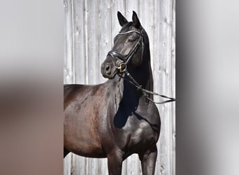 Trakehner, Merrie, 4 Jaar, 165 cm, Zwart