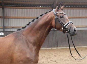 Trakehner, Merrie, 4 Jaar, 166 cm, Bruin