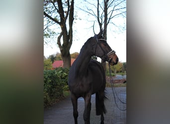 Trakehner, Merrie, 4 Jaar, 167 cm, Bruin