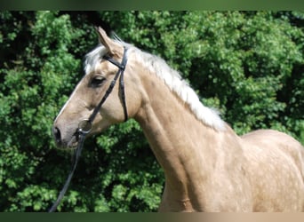 Trakehner, Merrie, 4 Jaar, 167 cm, Palomino
