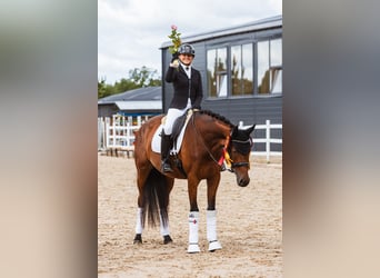 Trakehner, Merrie, 4 Jaar, 167 cm, Roodbruin