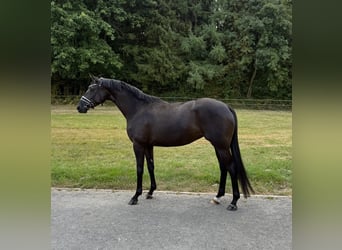 Trakehner, Merrie, 4 Jaar, 167 cm, Zwart