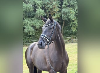 Trakehner, Merrie, 4 Jaar, 167 cm, Zwart