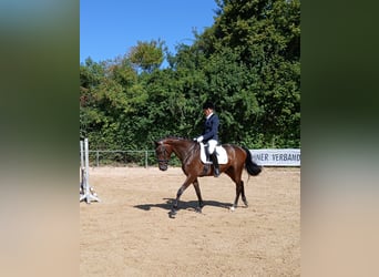 Trakehner, Merrie, 4 Jaar, 168 cm, Donkerbruin