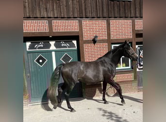 Trakehner, Merrie, 4 Jaar, 168 cm, kan schimmel zijn