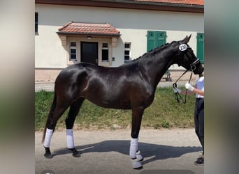 Trakehner, Merrie, 4 Jaar, 168 cm, Zwartbruin