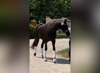 Trakehner, Merrie, 4 Jaar, 168 cm, Zwartbruin