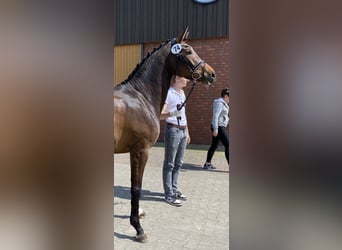 Trakehner, Merrie, 4 Jaar, 169 cm, Brauner