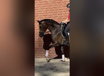 Trakehner, Merrie, 4 Jaar, 169 cm, Brauner