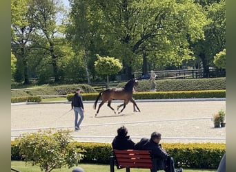 Trakehner, Merrie, 4 Jaar, 169 cm, Brauner