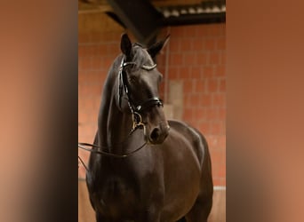 Trakehner, Merrie, 4 Jaar, 169 cm, Donkerbruin