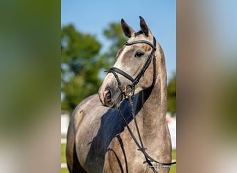 Trakehner, Merrie, 4 Jaar, 169 cm, Schimmel