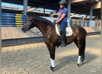 Trakehner, Merrie, 4 Jaar, 169 cm, Zwartbruin