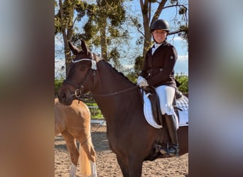 Trakehner, Merrie, 4 Jaar, 170 cm, Donkerbruin