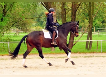 Trakehner, Merrie, 4 Jaar, 170 cm, Donkerbruin
