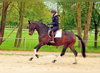 Trakehner, Merrie, 4 Jaar, 170 cm, Donkerbruin