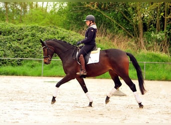 Trakehner, Merrie, 4 Jaar, 170 cm, Donkerbruin