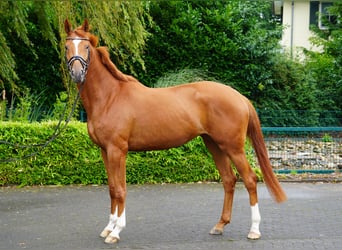 Trakehner, Merrie, 4 Jaar, 170 cm, Vos