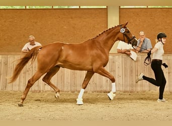 Trakehner, Merrie, 4 Jaar, 171 cm, Vos
