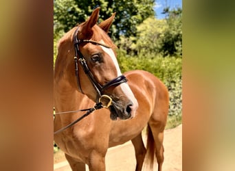 Trakehner, Merrie, 4 Jaar, 171 cm, Vos