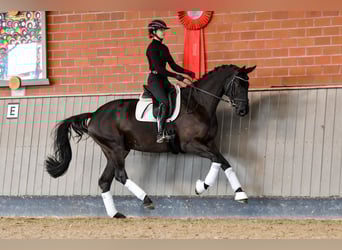 Trakehner, Merrie, 4 Jaar, 172 cm, Zwart