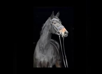 Trakehner, Merrie, 4 Jaar, 173 cm, Bruin