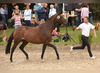 Trakehner, Merrie, 4 Jaar, Bruin