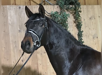 Trakehner, Merrie, 5 Jaar, 160 cm, Donkerbruin
