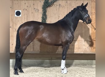 Trakehner, Merrie, 5 Jaar, 160 cm, Donkerbruin