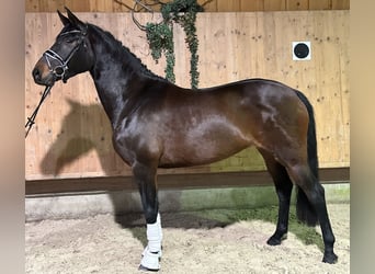 Trakehner, Merrie, 5 Jaar, 160 cm, Donkerbruin