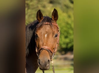 Trakehner, Merrie, 5 Jaar, 161 cm, Brauner