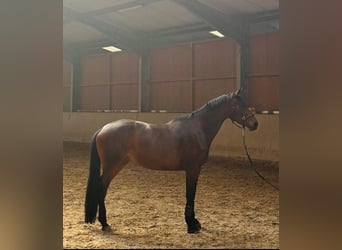 Trakehner, Merrie, 5 Jaar, 162 cm, Bruin