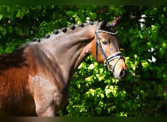 Trakehner, Merrie, 5 Jaar, 162 cm, Donkerbruin