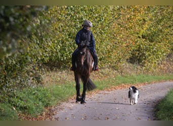 Trakehner, Merrie, 5 Jaar, 163 cm, Bruin
