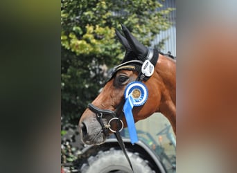 Trakehner, Merrie, 5 Jaar, 164 cm, Bruin