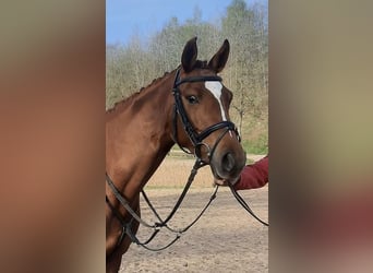 Trakehner, Merrie, 5 Jaar, 164 cm, Donkere-vos