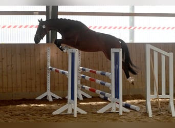 Trakehner, Merrie, 5 Jaar, 165 cm, Brauner