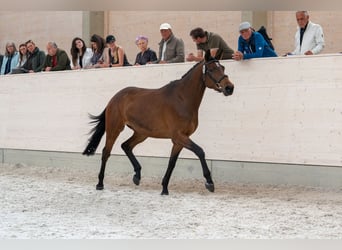 Trakehner, Merrie, 5 Jaar, 165 cm, Bruin