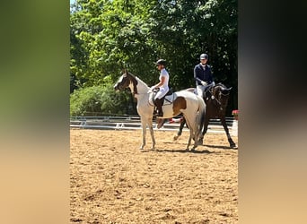 Trakehner, Merrie, 5 Jaar, 165 cm, Gevlekt-paard