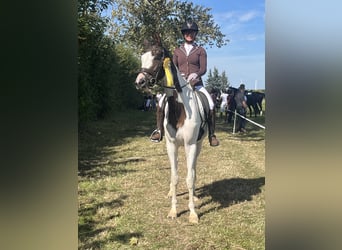 Trakehner, Merrie, 5 Jaar, 165 cm, Gevlekt-paard