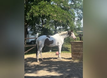 Trakehner, Merrie, 5 Jaar, 165 cm, Gevlekt-paard