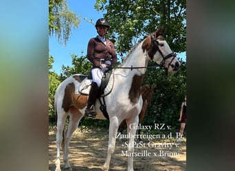 Trakehner, Merrie, 5 Jaar, 165 cm, Gevlekt-paard