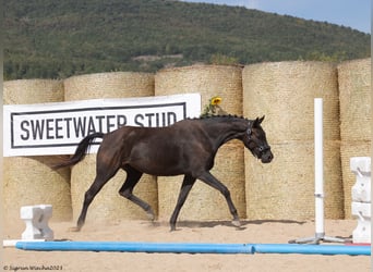 Trakehner, Merrie, 5 Jaar, 165 cm, Zwart