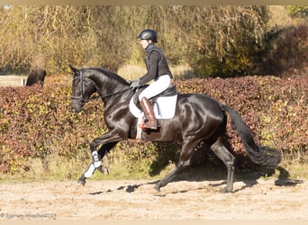 Trakehner, Merrie, 5 Jaar, 166 cm, Zwart