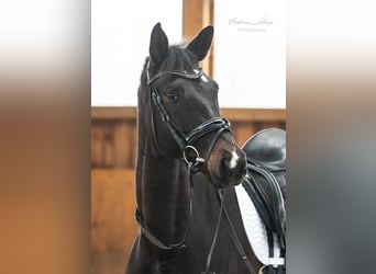 Trakehner, Merrie, 5 Jaar, 166 cm, Zwartbruin
