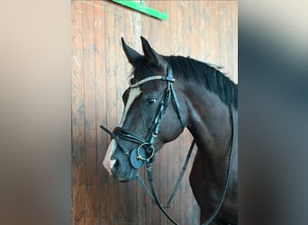 Trakehner, Merrie, 5 Jaar, 166 cm, Zwartbruin