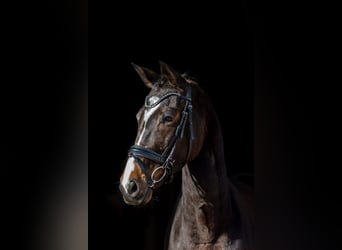 Trakehner, Merrie, 5 Jaar, 167 cm, Donkerbruin